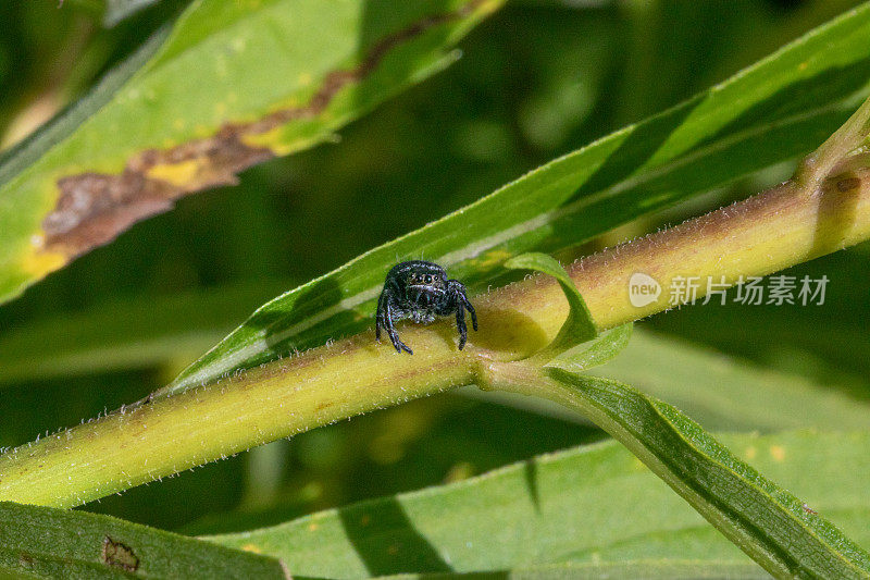 大胆跳蛛，(Phidippus audax)，弹弓跳蛛，蛛形。